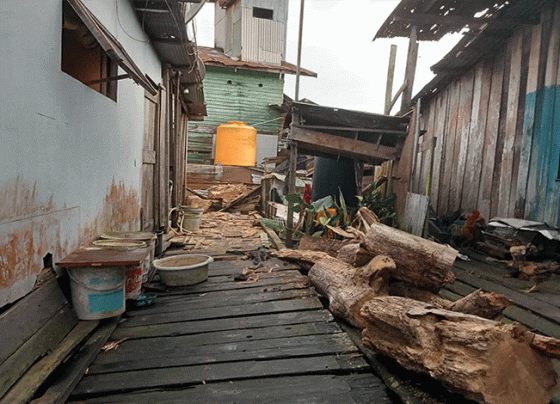 Pohon sukun yang tumbang dan sudah dipotong menjadi beberapa bagian.