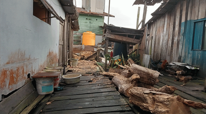 Pohon sukun yang tumbang dan sudah dipotong menjadi beberapa bagian.