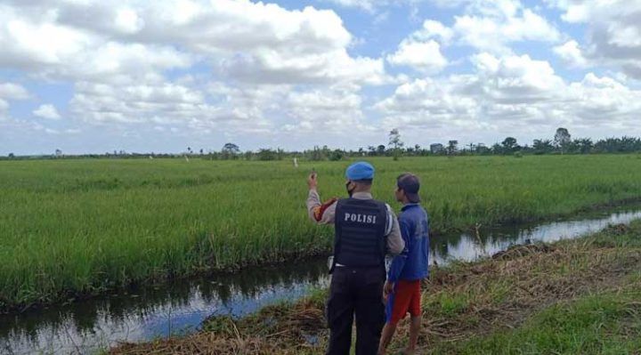 Salah satu lahan pertanian di wilayah Kecamatan Seruyan Hilir.