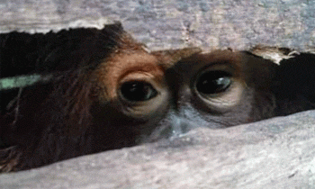 Seekor orangutan yang pernah diamankan BKSDA di Pulang Pisau sebelum akhirnya dilepasliarkan