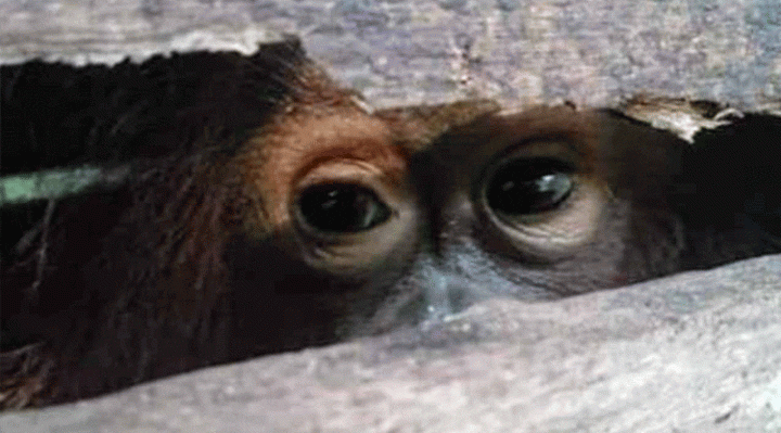 Seekor orangutan yang pernah diamankan BKSDA di Pulang Pisau sebelum akhirnya dilepasliarkan