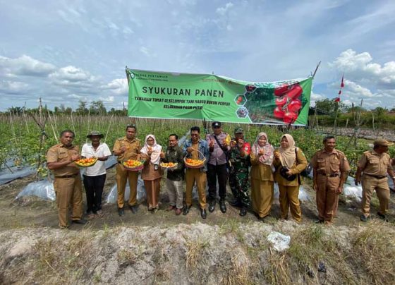 Syukuran panen tomat Kelompok Tani Margo Rukun Permai Kelurahan Pasir Putih Kecamatan Mentawa Baru Ketapang Sampit Selasa 7 Februari 2023