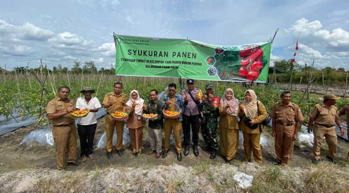 Syukuran panen tomat Kelompok Tani Margo Rukun Permai Kelurahan Pasir Putih Kecamatan Mentawa Baru Ketapang Sampit Selasa 7 Februari 2023