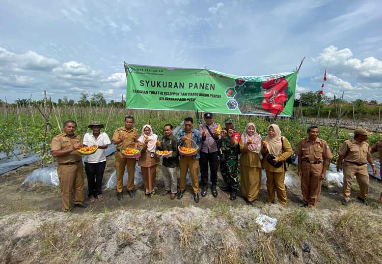 Kelompok Tani di Pasir Putih Adakan Syukuran Panen Tomat, Ini Pesan Kadistan Kotim