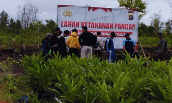 uasana aktivitas program magang budidaya holtikultura siswa dari 3 SMK di Kotim di lahan penyangga pangan seberang Politeknik Sampit Kamis 2 Februari 2023.