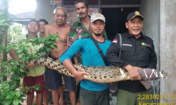 Komandan BKSDA Pos Jaga Sampit Muriansyah beserta anggota Manggala Agni saat mengevakuasi ekor buaya muara di Cempaga Rabu 1 Maret 2023.