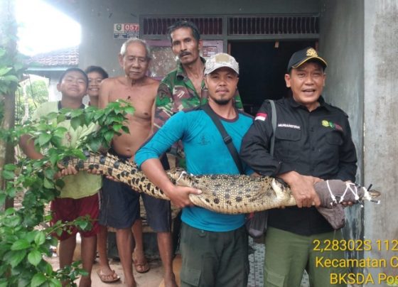 Komandan BKSDA Pos Jaga Sampit Muriansyah beserta anggota Manggala Agni saat mengevakuasi ekor buaya muara di Cempaga Rabu 1 Maret 2023.