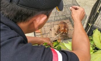 Komandan BKSDA Pos Jaga Sampit Muriansyah saat mengevakuasikukang yang ditemukan warga Baamang Sabtu 11 Maret 2023.