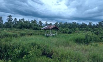 Lokasi kemunculan orangutan di Jalan Sawit Raya Sampit Kotawaringin Timur yang mendekati permukiman warga.