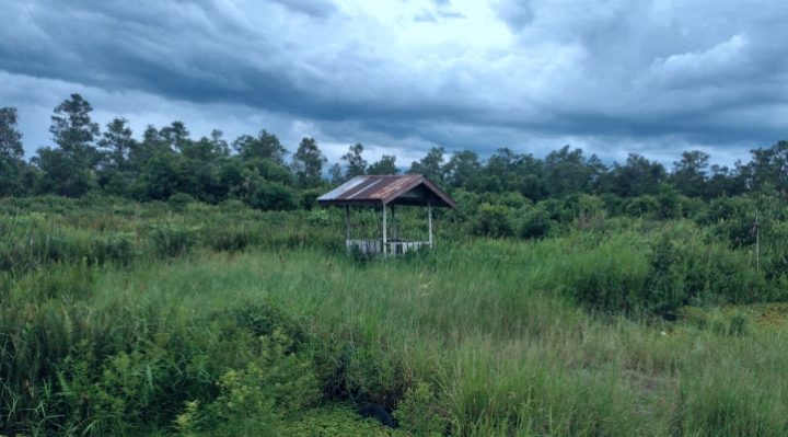 Lokasi kemunculan orangutan di Jalan Sawit Raya Sampit Kotawaringin Timur yang mendekati permukiman warga.