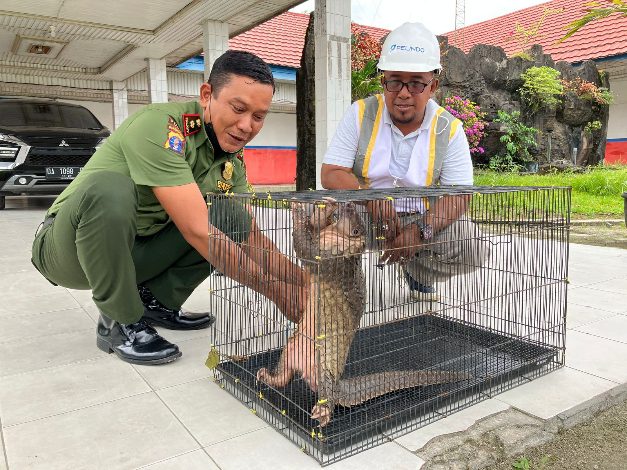 ABK Temukan Tenggiling Masuk Kapal, Pelindo III Sampit Lapor BKSDA
