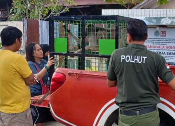 Misliyah tampak sedih melepas owa yang diserahkannya kepada BKSDA Pos Jaga Sampit, Senin, 1 Mei 2023.