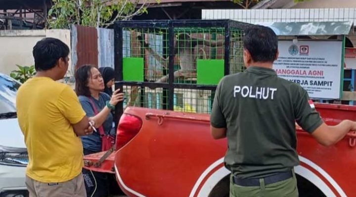 Misliyah tampak sedih melepas owa yang diserahkannya kepada BKSDA Pos Jaga Sampit, Senin, 1 Mei 2023.