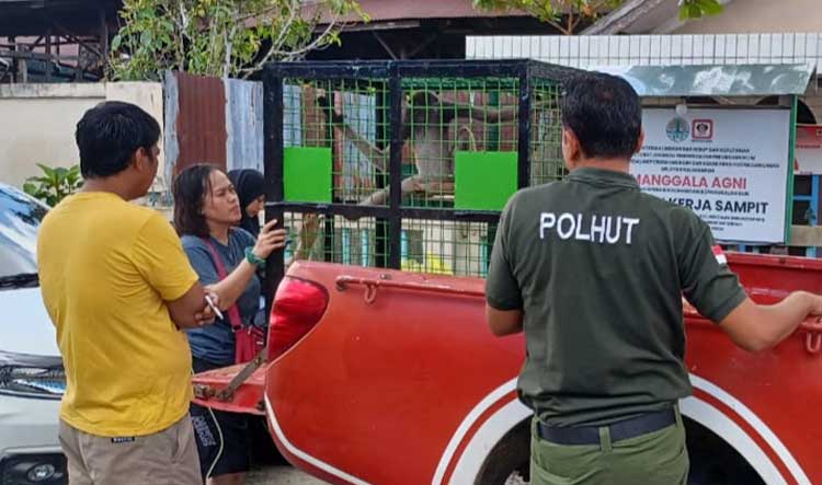 Enam Tahun Bersama, Miko Sang Owa Diserahkan kepada BKSDA