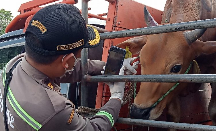 Setiap Sapi Masuk ke Sampit Tetap Diperiksa Kesehatannya
