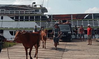 Sapi dari Madura dibongkar di sebuah dermaga di Sampit, Selasa, 30 Mei 2023.