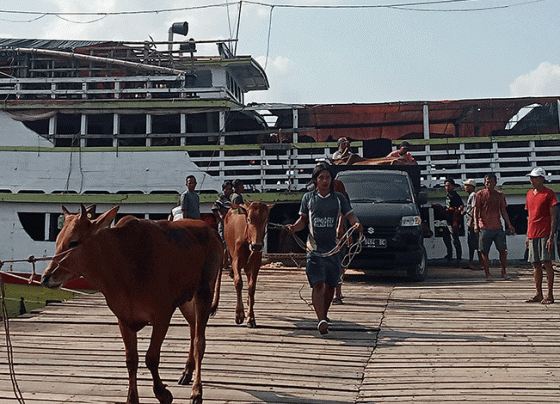 Sapi dari Madura dibongkar di sebuah dermaga di Sampit, Selasa, 30 Mei 2023.