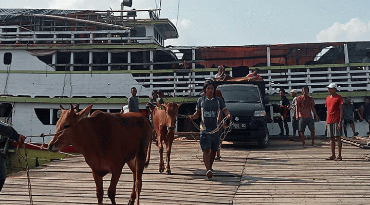 Sapi dari Madura dibongkar di sebuah dermaga di Sampit, Selasa, 30 Mei 2023.