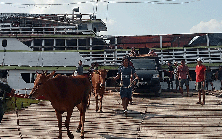 Ratusan Ekor Sapi Didatangkan dari Madura untuk Kebutuhan Kurban di Kotim
