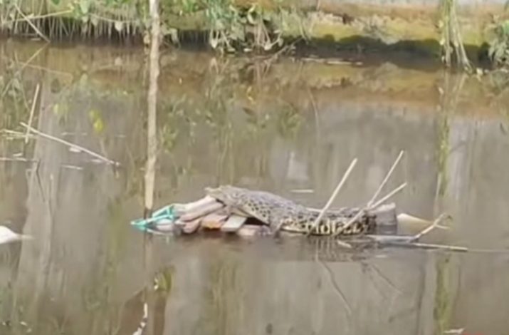Dua Buaya Muara di Sungai Mentawa Kembali Muncul 