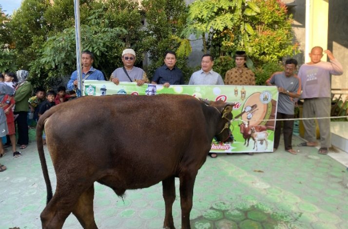 Halikinnor Menyerahkan Sapi Kurban untuk Dua Masjid dan Satu Musala di Sampit