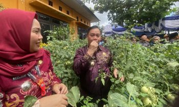 Bupati Kotim Halikinnor saat memetik langsung tomat di Kebun kelurahan Ketapang dan didampingi Pelaksana Harian DPMD Kalteng Etty Aprilia.