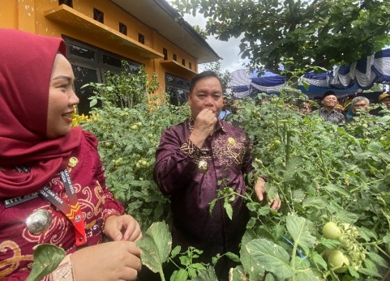 Bupati Kotim Halikinnor saat memetik langsung tomat di Kebun kelurahan Ketapang dan didampingi Pelaksana Harian DPMD Kalteng Etty Aprilia.