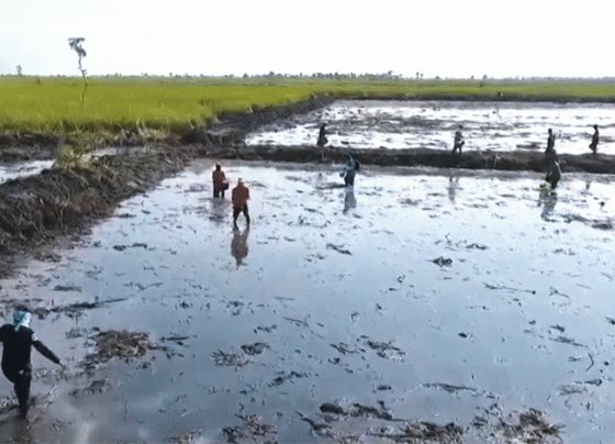 Lahan Food Estate di Pulang Pisau