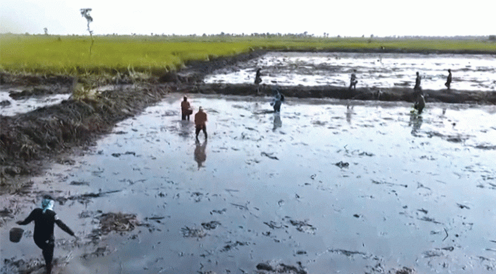 Lahan Food Estate di Pulang Pisau