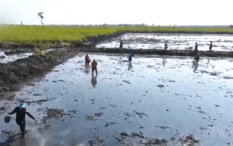 Pembatasan dari Pusat Disebut Jadi Sebab Kelangkaan Pupuk Subsidi di Pulang Pisau