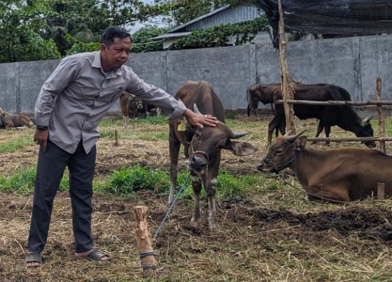 Masrani, penjual hewan kurban mengelus sapi yang dijualnya.