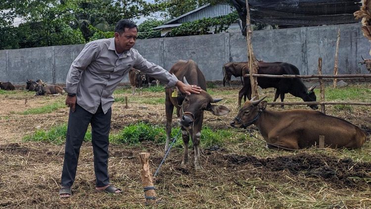 Penjualan Sapi Kurban di Sampit Meningkat Jelang Iduladha, 300 Ekor Sapi Ludes