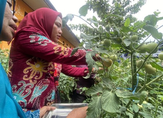 Pelaksana Harian DPMD Kalteng (kemeja merah) Etty Aprilia saat memanen tomat di Kelurahan Ketapang, Kamis, 15 Juni 2023.