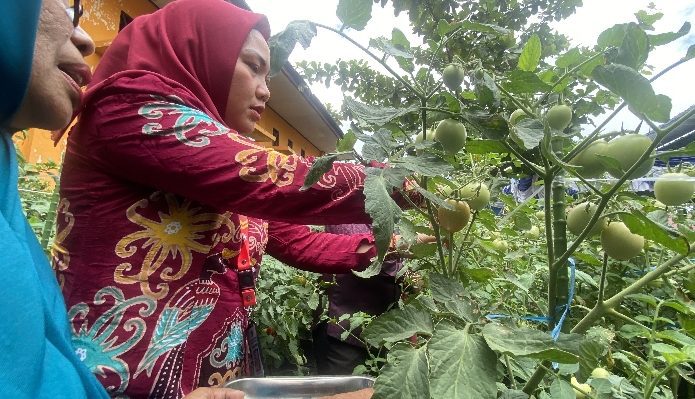 Pelaksana Harian DPMD Kalteng (kemeja merah) Etty Aprilia saat memanen tomat di Kelurahan Ketapang, Kamis, 15 Juni 2023.