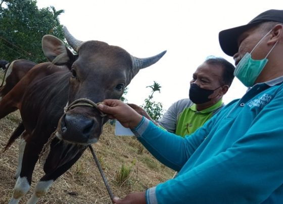 Petugas Dinas Pertanian Kotim memasangkan tanda pada hewan kurban yang telah melalui pemeriksaan kesehatan, Rabu, 21 Juni 2023.