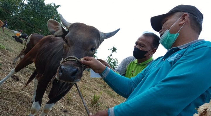 Petugas Dinas Pertanian Kotim memasangkan tanda pada hewan kurban yang telah melalui pemeriksaan kesehatan, Rabu, 21 Juni 2023.