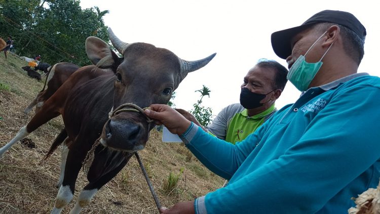 Petugas Menemukan Masih Ada Dijual Hewan Belum Sesuai Syarat Kurban