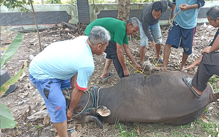 Tersedia 4 Ekor, Masjid Wahyu Alhadi Potong Satu Ekor Sapi Kurban Hari ini
