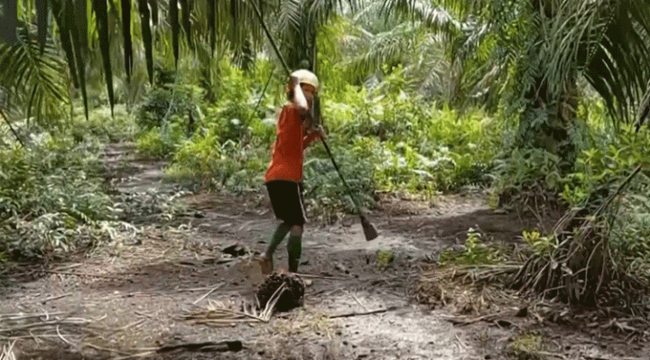 Warga di kebun sawit milik pribadi