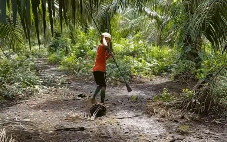 Begini Tanggapan Pemkab Kotim Terkait Masalah Penjarahan Kelapa Sawit