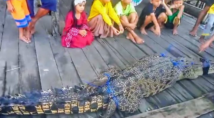 Buaya muara sepanjang 2,5 meter yang diamankan warga Desa Sungai Ijum, Minggu pagi, 9 Juli 2023.
