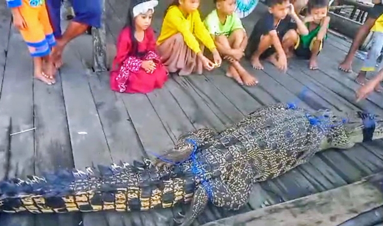 Warga Desa Sungai Ijum Tangkap Buaya Muara