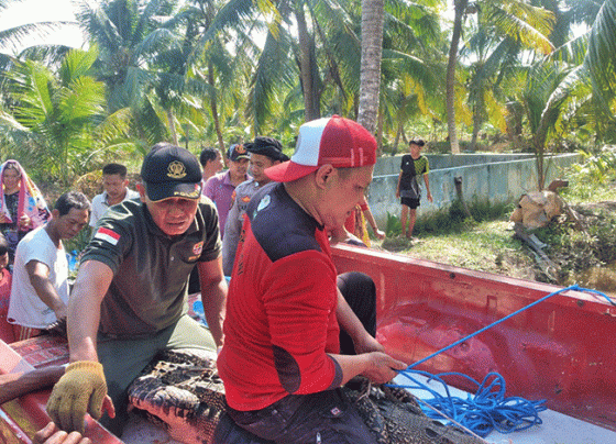 Komandan BKSDA Pos Jaga Sampit Muriansyah dibantu timnya dan warga mengevakuasi buaya di Sei Ijum, Minggu, 9 Juli 2023.