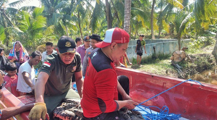 Komandan BKSDA Pos Jaga Sampit Muriansyah dibantu timnya dan warga mengevakuasi buaya di Sei Ijum, Minggu, 9 Juli 2023.