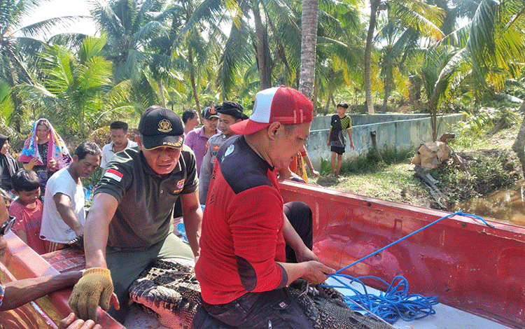 BKSDA Evakuasi Buaya dari Warga Desa Sungai Ijum