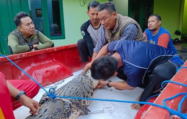 Komandan BKSDA Pos Jaga Sampit Muriansyah saat mengebakuasi seekor buaya muara sepanjang 2,5 meter di Desa Sungai Undang, Jumat, 30 Juni 2023.