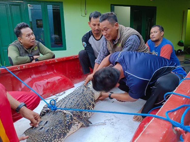 Buaya Muara Jantan Tersangkut Jala Nelayan Sungai Undang