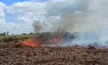 Kebakaran lahan yang terjadi di Kotim, Minggu, 13 Agustus 2023.