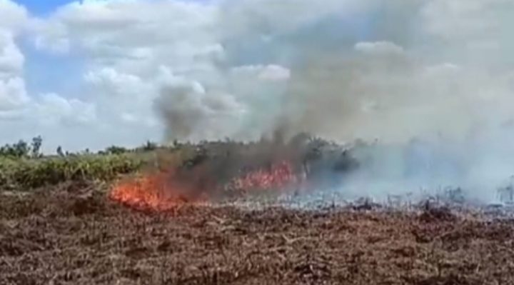 Kebakaran lahan yang terjadi di Kotim, Minggu, 13 Agustus 2023.