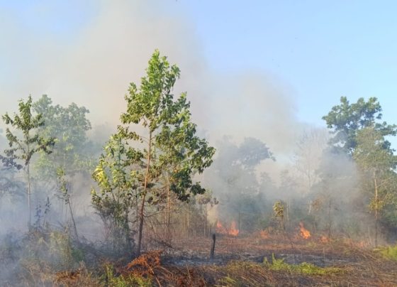 Kebakaran lahan yang terjadi di Kotim baru baru ini.